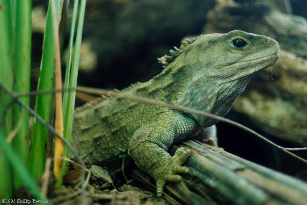 TUATARA