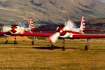 two Yaks running up