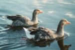 geese - Hamilton lake