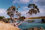 pohutukawa, karikari